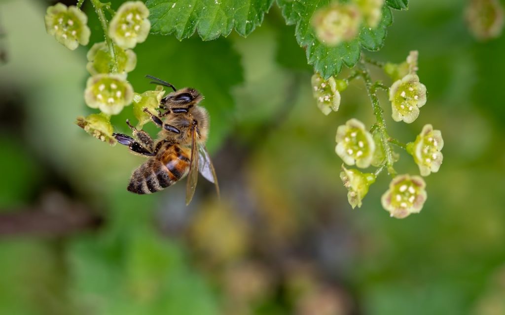 Nid d'abeilles : comment les faire fuir ? Guide et avis | Avis-Conso