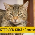 comment-transporter-son-chat