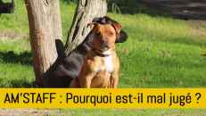 Am’staff : une mauvaise réputation à tort