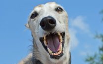 Quels sont les avantages du collier anti-aboiement à vibration ?