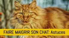 Comment faire maigrir mon chat : conseils et astuces