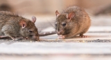 Comment lutter efficacement contre les rats ?