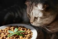 5 raisons de nourrir vos chats aux croquettes