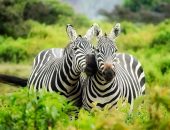 Découvrir l’Afrique : itinéraires et activités inoubliables