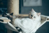 Quel hamac pour chat choisir ?