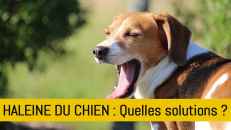 Mauvaise haleine chez le chien : que faire ?