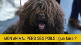 Mon animal perd ses poils, est-ce normal ?
