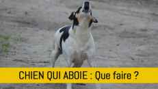 Mon chien aboie trop, que faire ?