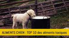 Top 10 des aliments à ne pas donner à son chien
